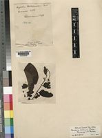 Xeroderris stuhlmannii (Taub.) Mendonca & E.C. Sousa [family LEGUMINOSAE-PAPILIONOIDEAE]