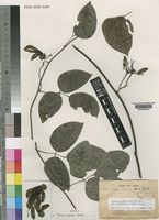 Isotype of Mucuna grevei Drake [family LEGUMINOSAE-PAPILIONOIDEAE]
