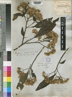 Vernonia amygdalina Delile [family COMPOSITAE]