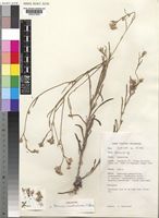 Holotype of Vernonia miombicoloides C.Jeffrey [family COMPOSITAE]