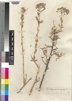 Vernonia cinerascens Sch.Bip. [family COMPOSITAE]