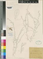 Type of Sphaeranthus flexuosus O.Hoffm. ex De Wild. [family COMPOSITAE]