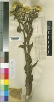 Type of Helichrysum cooperi Harv. [family COMPOSITAE]