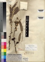 Isotype of Eucalyptus baileyana F.Muell. [family MYRTACEAE]