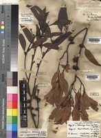 Syntype of Eucalyptus dumosa A. Cunn. ex Schauer var. conglobata R.Br. ex Benth. [family MYRTACEAE]