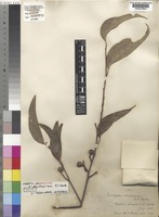 Isosyntype of Eucalyptus dextropinea R.T.Baker [family MYRTACEAE]