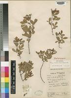 Holotype of Rhus milleri R. & A. Fern. [family ANACARDIACEAE]