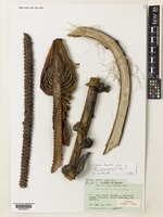 Isotype of Musa flavida M.Hotta [family MUSACEAE]