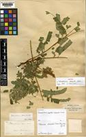 Isoneotype of Abarema alexandri ( Urban.) Barneby & J.W.Grimes var. alexandri [family LEGUMINOSAE-MIMOSOIDEAE]