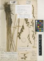 Holotype of Deyeuxia eminens Presl [family POACEAE]