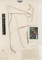 Isotype of Hordeum hexaploidum Covas [family POACEAE]