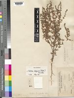 Isotype of Vahlia menyharthii Schinz [family VAHLIACEAE]