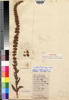 Holotype of Crassula elata N.E.Br. [family CRASSULACEAE]