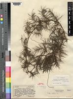 Holotype of Trapa austroafricana V.N.Vassil. [family TRAPACEAE]