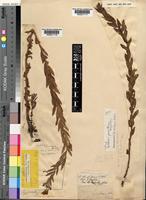 Epilobium capense Buchinger ex Hochst. [family ONAGRACEAE]