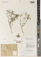 Portulaca conoidea S.M.Phillips [family PORTULACACEAE]