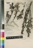 Type of Erica flocciflora unrecorded [family ERICACEAE]