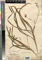 Type of Anomatheca grandiflora Baker [family IRIDACEAE]