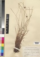 Cyperus karisimbiensis (Cherm.) Kük. var. longinux Kük. [family CYPERACEAE]