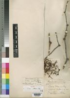 Isotype of Cissus volkensii Gilg [family VITACEAE]