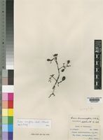 Isosyntype of Cissus lonicerifolius C.A.Sm. [family VITACEAE]