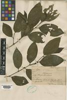Piper blattarum Spreng. var. magnifolium C.DC. [family PIPERACEAE]