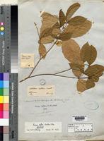 Rinorea deflexa S.F.Blake [family VIOLACEAE]