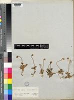 Viola gracilis Sibth. & Sm. [family VIOLACEAE]