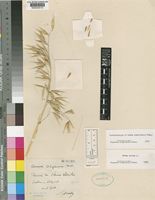 Avena byzantina K.Koch [family POACEAE]