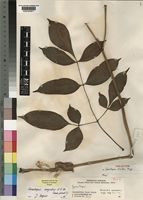 Holotype of Gonatopus clavatus Mayo [family ARACEAE]
