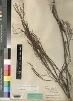 Lectotype of Restio quadratus Mast. [family RESTIONACEAE]