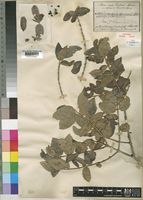 Syntype of Tricalysia djurensis Hiern [family RUBIACEAE]