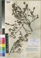 Isotype of Tricalysia niamniamensis Schweinf. ex Hiern subsp. nodosa (Robbr.) Bridson [family RUBIACEAE]