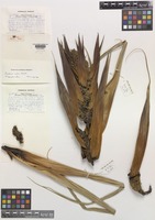 Paratype of Pandanus subinermis H.St.John [family PANDANACEAE]