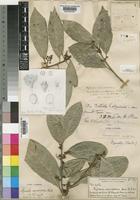 Type of Xylosma monospora Harv. [family FLACOURTIACEAE]