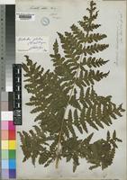 Blotiella glabra (Bory) R.Tryon [family DENNSTAEDTIACEAE]