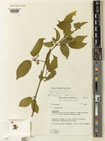 Vangueria randii S.Moore subsp. vollesenii Verdc. [family RUBIACEAE]