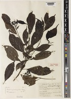 Type of Tarenna quadrangularis Bremek. [family RUBIACEAE]