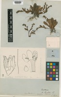 Type of Myosotis lyallii Hook.f. [family BORAGINACEAE]