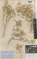 Holotype of Gomphrena affinis F.Muell. ex Benth. subsp. affinis [family AMARANTHACEAE]