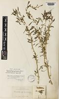 Isolectotype of Amaranthus clementii Domin [family AMARANTHACEAE]