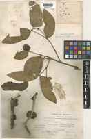 Type of Memecylon sisparense Gamble [family MELASTOMATACEAE]