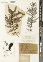 Syntype of Trichomanes apiifolium C.Presl [family HYMENOPHYLLACEAE]