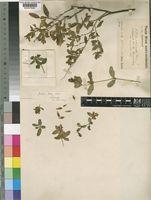 Justicia odora (Forssk.) Vahl [family ACANTHACEAE]