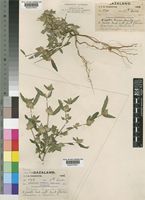 Dicliptera swynnertonii S.Moore [family ACANTHACEAE]