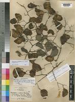 Type of Pterocarpus martinii Dunkley [family LEGUMINOSAE-PAPILIONOIDEAE]