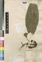 Psychotria limba Scott-Elliot [family RUBIACEAE]