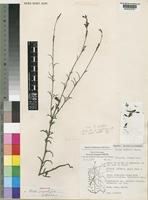 Holotype of Striga pinnatifida Getachew Aweke [family SCROPHULARIACEAE]