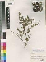 Holotype of Phylloxylon arenicola Du Puy, Labat & Schrire [family LEGUMINOSAE-PAPILIONOIDEAE]