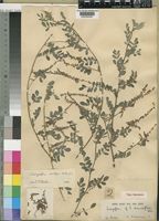 Indigofera vicioides Jaub. & Spach var. rogersii (R.E.Fr.) Gillett [family LEGUMINOSAE-PAPILIONOIDEAE]